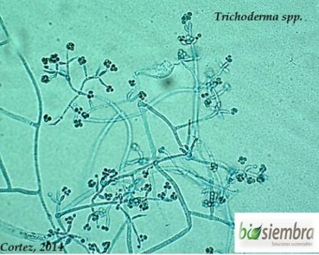 F:\TRICHODERMA\Trichoderma spp.jpg
