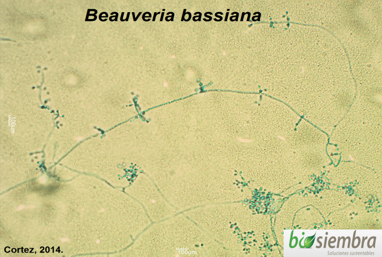 Beauveria micros