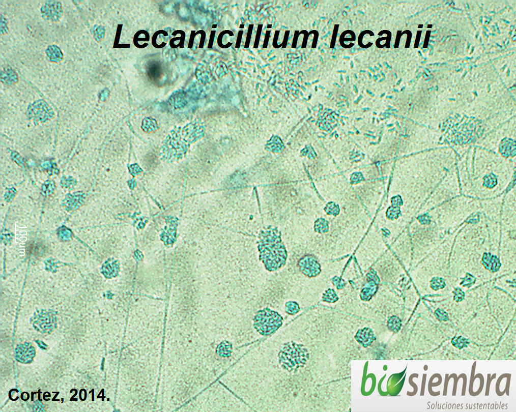 Lecanicillium