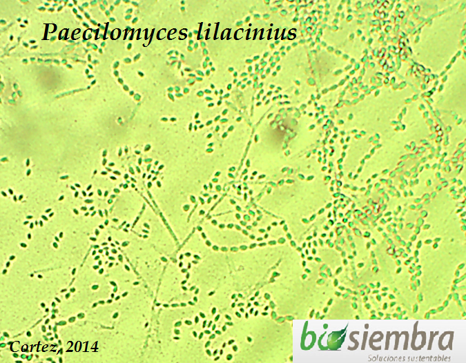 Paecilomyces