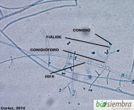 F:\TRICHODERMA\Partes de hongos.bmp