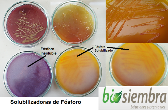 D:\LABORATORIO\LABORATORIO2\IM&Aacute;GENES\IM&Aacute;GENES LABORATORIO BIOSIEMBRA\FOTOS PARA &Aacute;LBUM\MODIFICADAS\Solubilizadoras de F&oacute;sforo.png