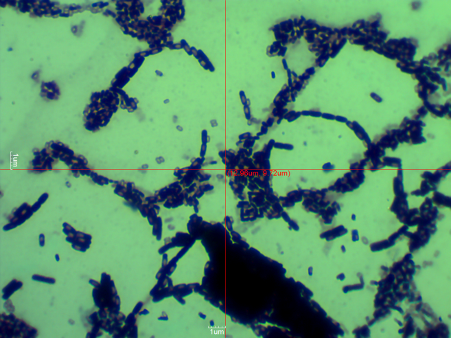 E:\PAENIBACILLUS VALIDUS B008\B008.1.bmp