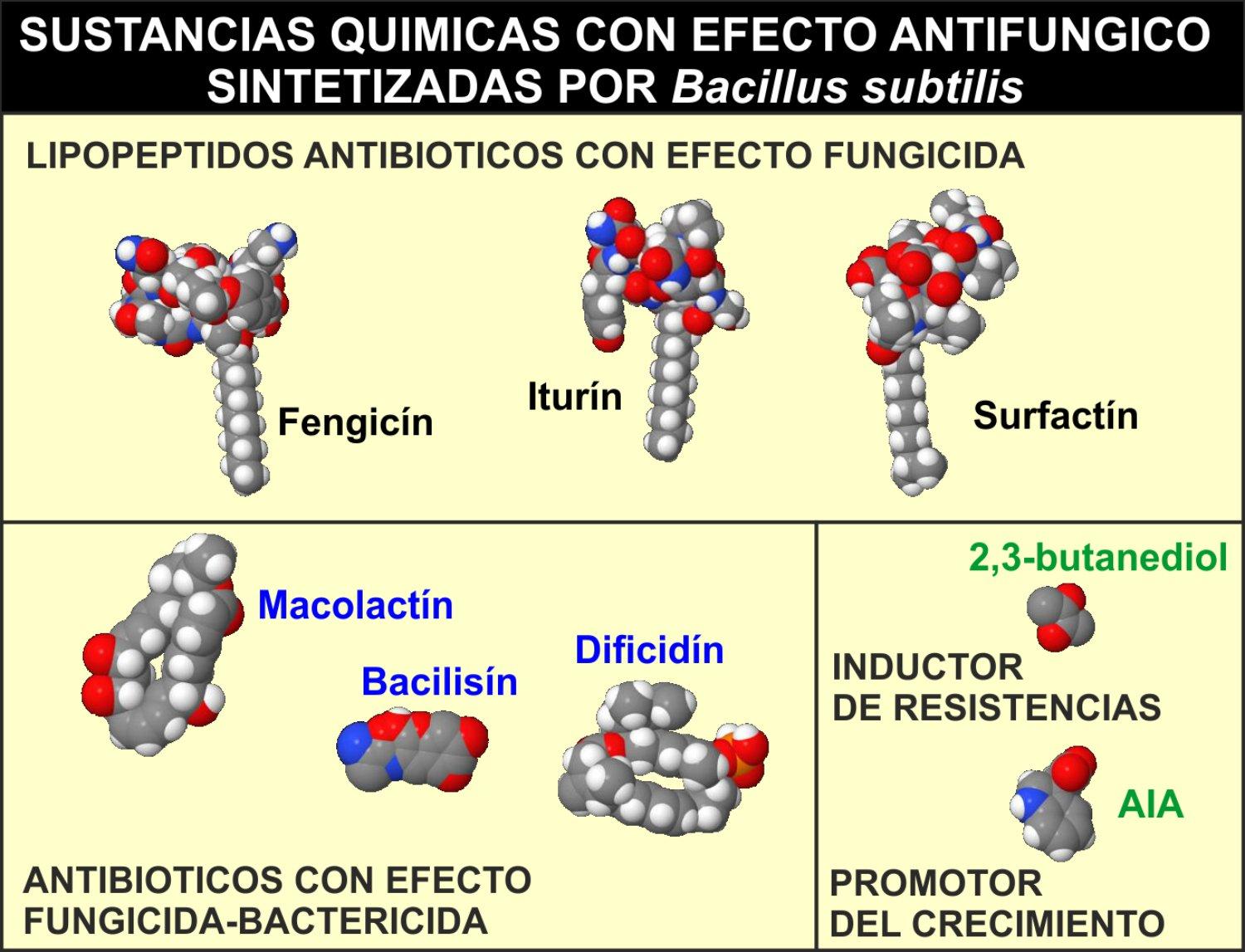 http://4.bp.blogspot.com/-Gzaqarla6p8/UbAHtUOnpaI/AAAAAAAACTM/BggF6FkKfys/s1600/Compuestos+quimicos+fabricados+por+Bacillus+subtilis.jpg