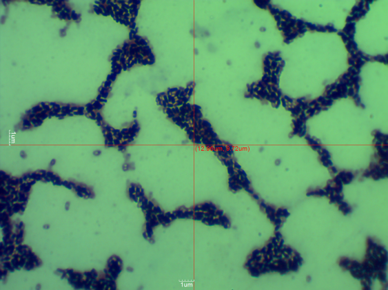 E:\PAENIBACILLUS VALIDUS B008\B008.7.bmp