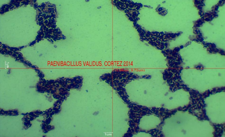 E:\PAENIBACILLUS VALIDUS B008\PAENIBACILLUS VALIDUS CORTEZ.jpg