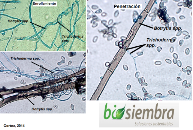 F:\TRICHODERMA\Mecanismos Trichoderma vs Botrytis.png