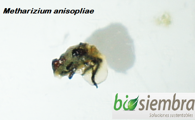 Metharizium en insecto