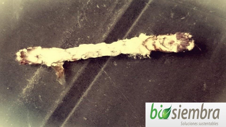 Beuveria bassiana
